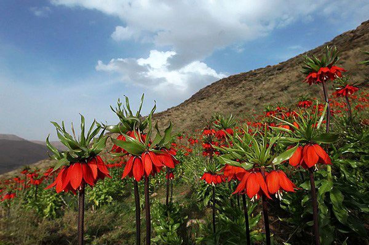 سرزمین لاله های واژگون