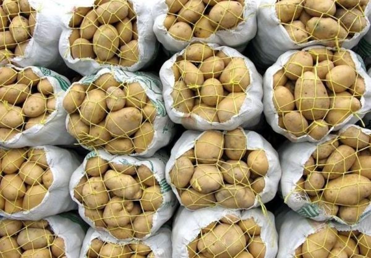 سیب زمینی صادراتی کیلویی ۹۸۰ تومان/ برای تولید یک کیلو سیب زمینی چقدر آب مصرف میشود؟