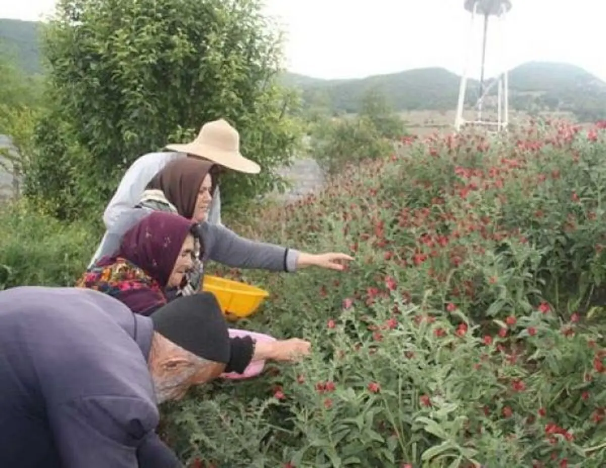 شناسایی۲۳۰۰ گونه گیاهی دارویی در کشور/ ۴۵۰میلیون دلار متوسط درآمد سالانه صادرات گیاهان دارویی