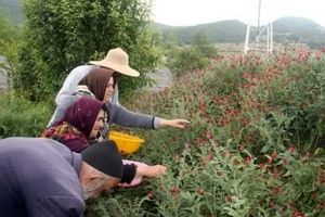 شناسایی۲۳۰۰ گونه گیاهی دارویی در کشور/ ۴۵۰میلیون دلار متوسط درآمد سالانه صادرات گیاهان دارویی