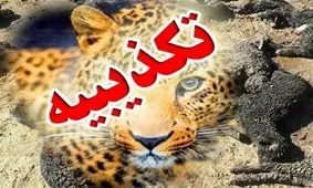 تکذیب حمله پلنگ‌ها به ۴۰۰ دام در جوجار کرمانشاه