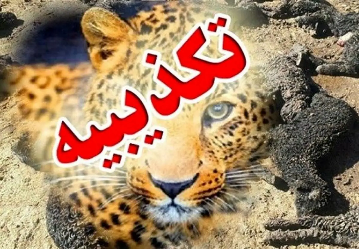 تکذیب حمله پلنگ‌ها به ۴۰۰ دام در جوجار کرمانشاه