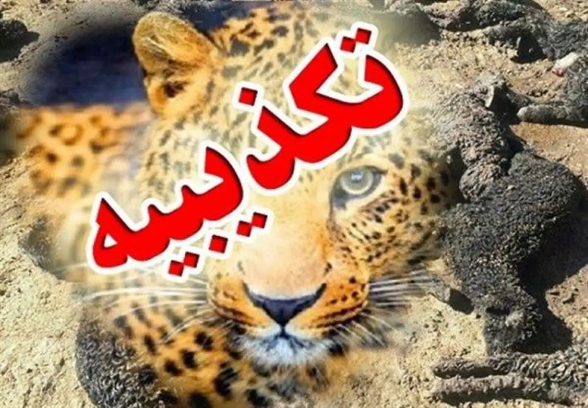 تکذیب حمله پلنگ‌ها به ۴۰۰ دام در جوجار کرمانشاه