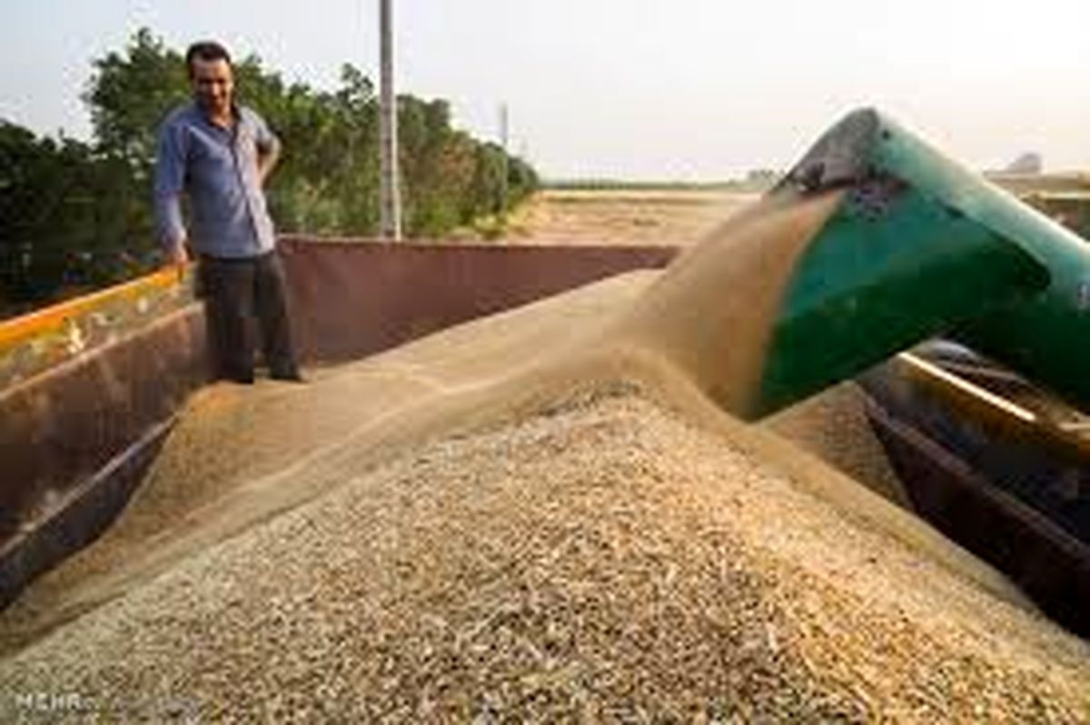 پیگیری لحاظ شدن کیفیت گندم در قیمت خرید تضمینی