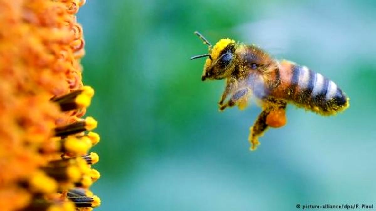 جهان بدون زنبور چگونه است؟