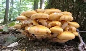 قارچ سمی به سلماس رسید