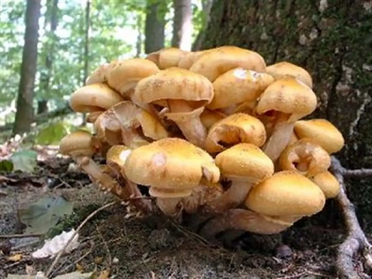 قارچ سمی به سلماس رسید