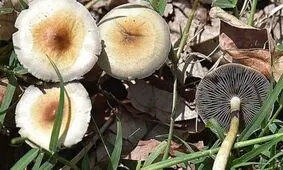 سم قارچ‌ها با پخته شدن از بین نمی‌رود