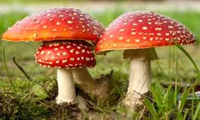 تشخیص قارچ‌های سمی کار هر کسی نیست