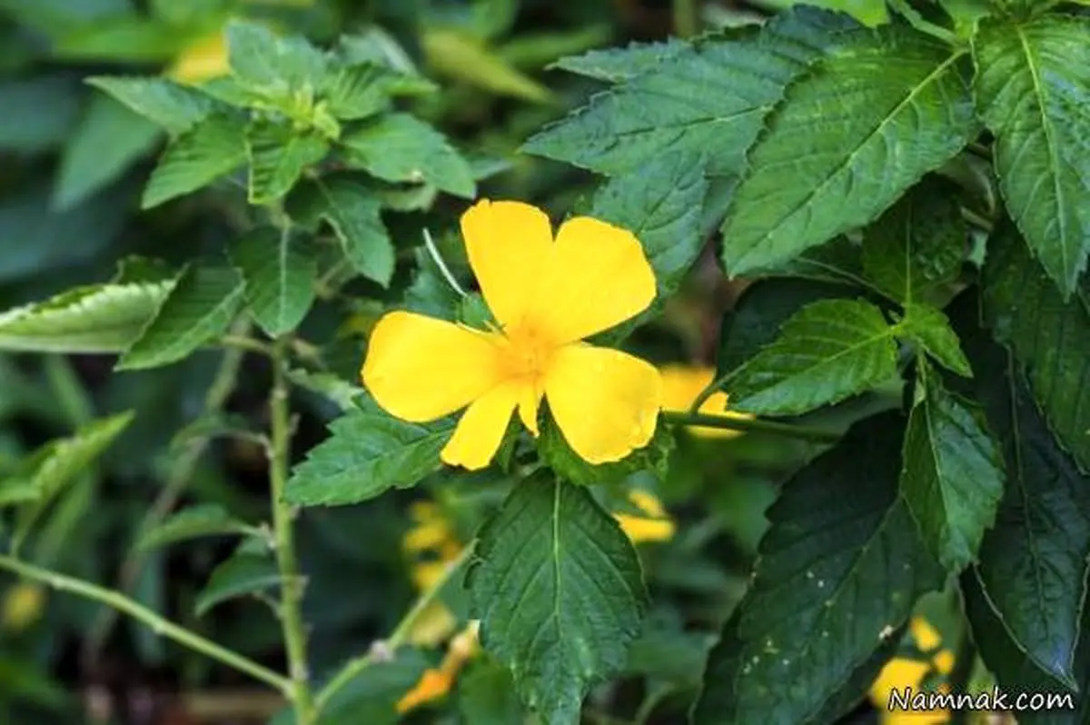 دامیانا گیاهی فوق العاده برای افزایش میل جنسی