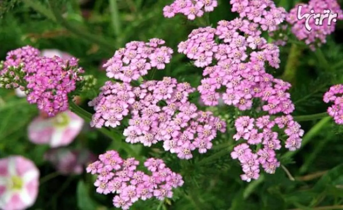 6 درمان گیاهی برای تاخیر قاعدگی