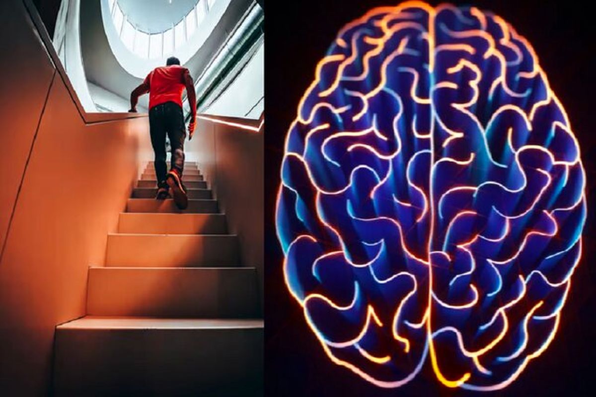 بالا رفتن از پله ها راهی برای جلوگیری از کوچک شدن مغز