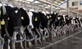 چرا دام ها را می‌کشند؟