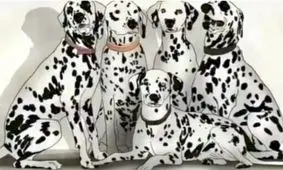 تست بینایی / پاندا را در بین این سگ‌ها پیدا کنید