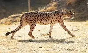 «ایران» باردار است یا نیست؟