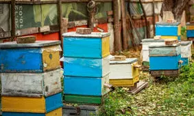 سارق جوان کندوهای عسل را به سرقت برد