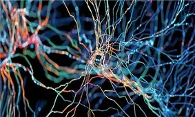 کشف تفاوت ساختار نورون‌ها در مغز کودکان مبتلا به اوتیسم

