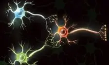 دانشمندان از سلول‌های مغز انسان رایانه‌ می‌سازند

