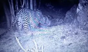 در ارتفاعات اشکورات یک قلاده پلنگ دیده شد