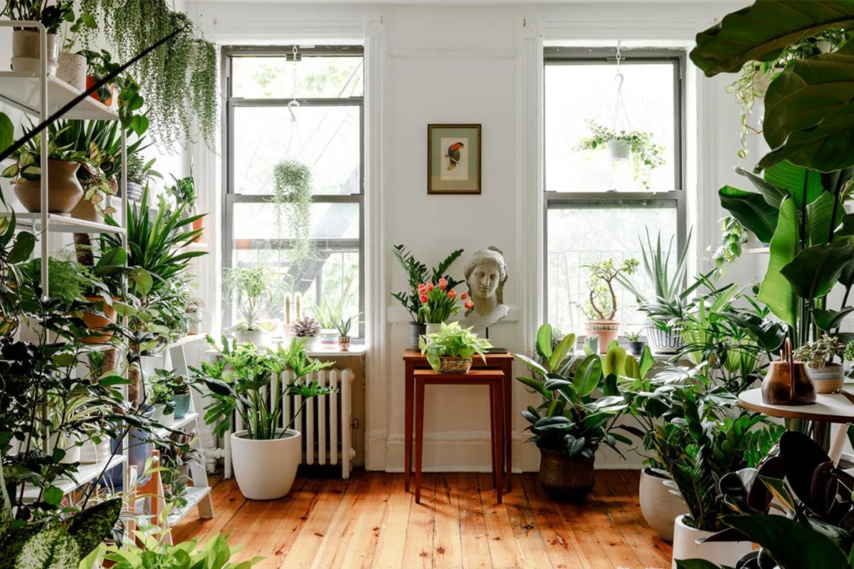این گیاهان آپارتمانی خانه شما را رنگی می‌کنند