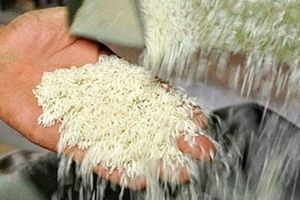 برنج تولیدی مازندران در سبد غذایی روس‌ ها