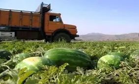 اعتصاب کامیون‌دارها قیمت هندوانه را افزایش داد/ کشاورز متضرر اصلی اعتصاب حمل بار