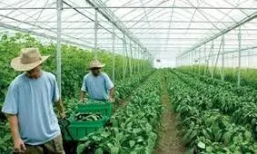 طرح تولید محصولات گلخانه‌ای تصویب شد