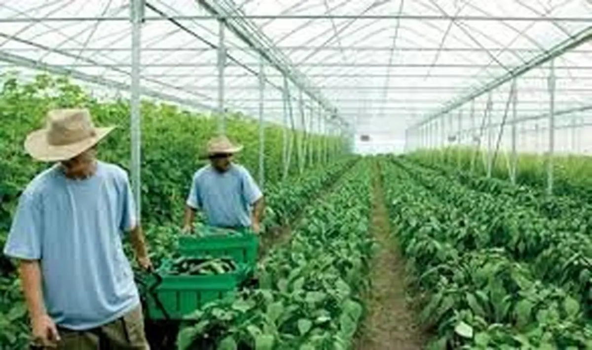 طرح تولید محصولات گلخانه‌ای تصویب شد