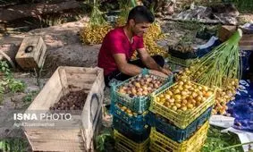 دلیل پایین بودن اشتغال در حوزه کشاورزی