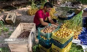 دلیل پایین بودن اشتغال در حوزه کشاورزی