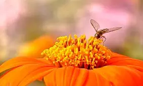 غذایی کامل برای تقویت ذهن و بدن