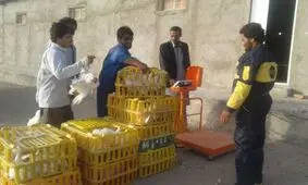 سالانه بیش از چهار هزار تن مرغ در خاش تولید می شود