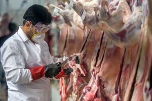 گوشت کوسفندی کیلویی ۴۳ هزارتومان/گرانتر نخرید