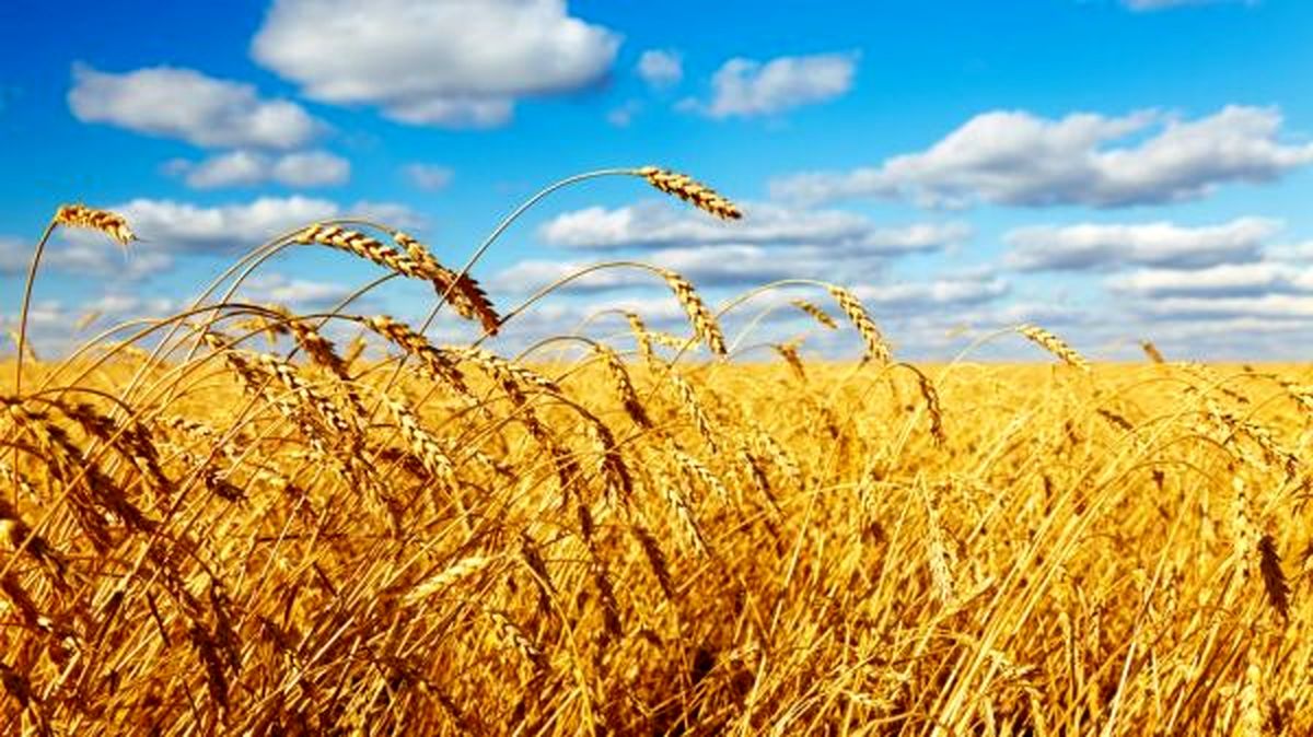 رکورد تولید گندم در گلستان
