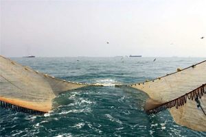 طرح دریابست در آب‌های استان بوشهر اجراء می‌شود