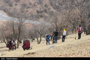 یک شرکت کره‌ای ۱۲۱ هزار نهال در جنگل‌های هیرکانی ایران می‌کارد