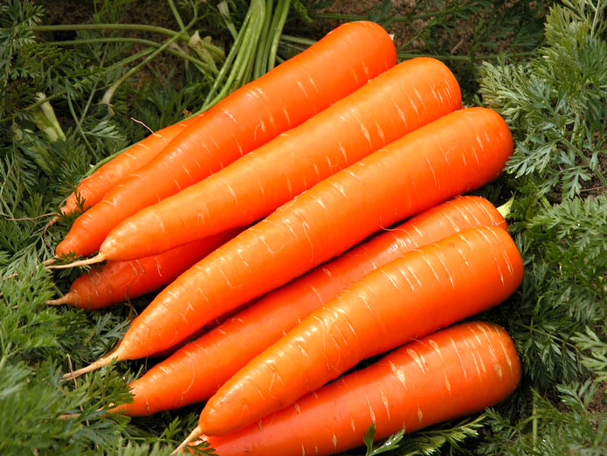 آیا خوردن هویج به بینایی انسان کمک می‌کند؟