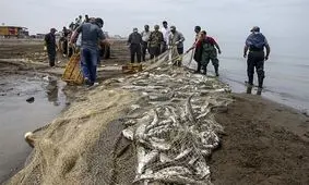 صید چند هزار ماهی در یک دقیقه