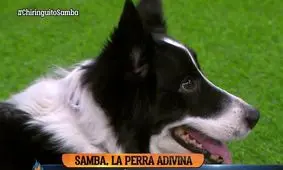 سگ پیشگو نتیجه و گلزنان بازی ایران و اسپانیا را پیش بینی کرد!