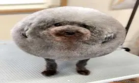 با پشمالو ترین سگ جهان آشنا شوید