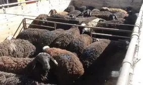 سارقان احشام در دام پلیس مرودشت
