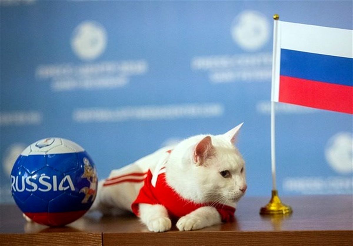 پیش بینی گربه پیشگوی روس درمورد نبرد روسیه و مصر +عکس