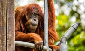 پیرترین اورانگوتان جهان مرد