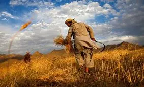 آخرین وضعیت خرید تضمینی گندم