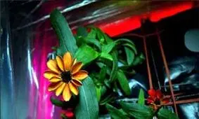 نخستین گلی که در فضا رشد کرده است