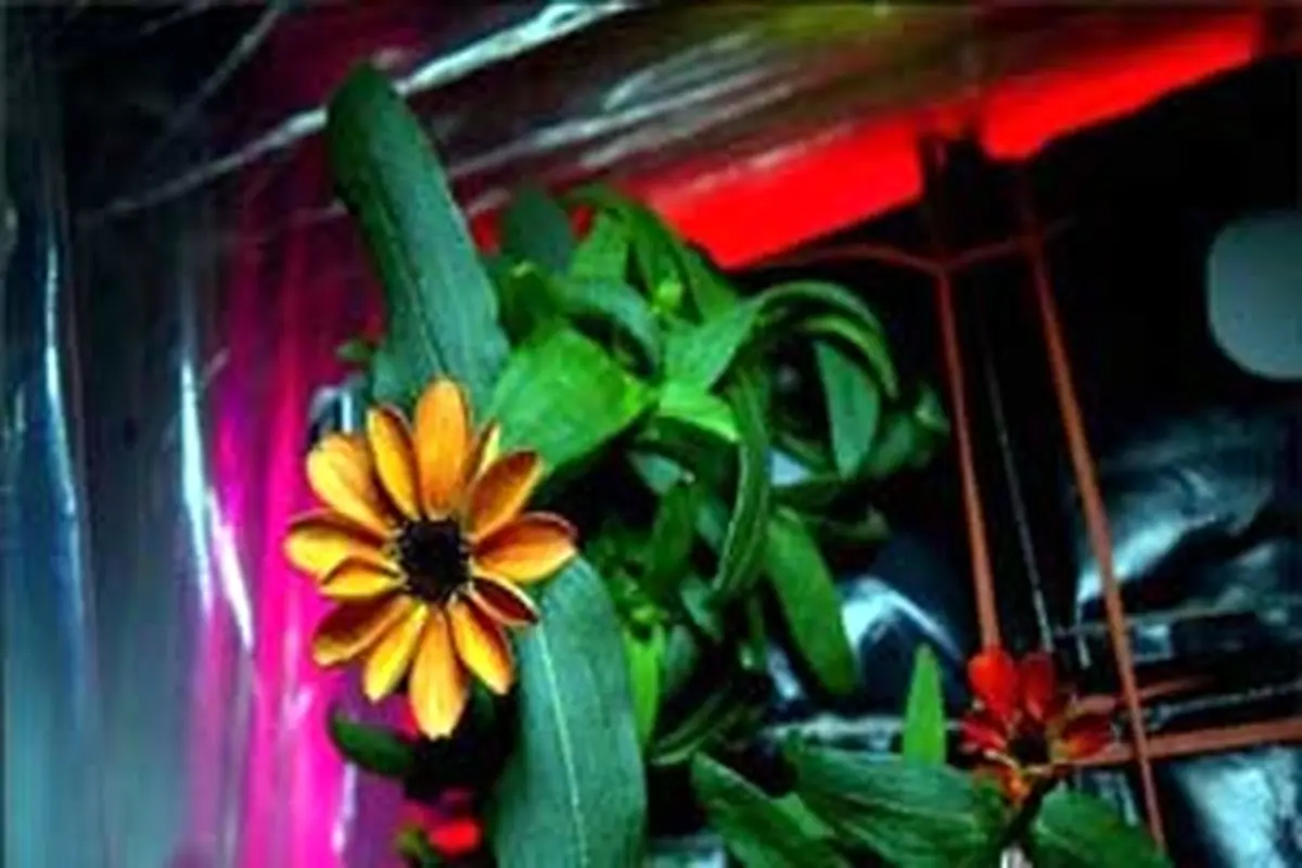 نخستین گلی که در فضا رشد کرده است