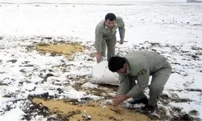 منطقه حفاظت شده درمیان در روز برفی دانه‌پاشی شد