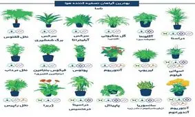 این گل های آپارتمانی آلودگی هوا را از بین می برند