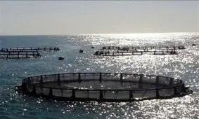 دریای خزر در حال تبدیل شدن به باتلاق است