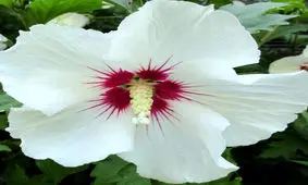 خواص اعجاب انگیز گل ختمی